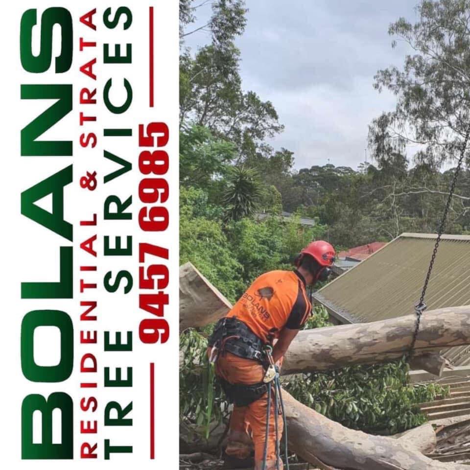 Bolans Residential & Strata Tree Services | Mount Kuring-Gai NSW