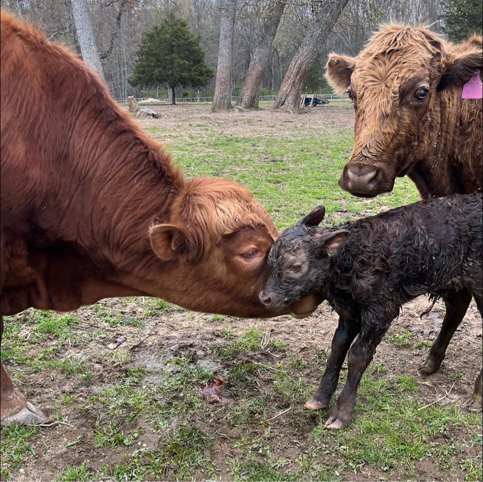 Dexter Cattle Breeders | ISO 2 registered Dexter cows or heifers and a ...