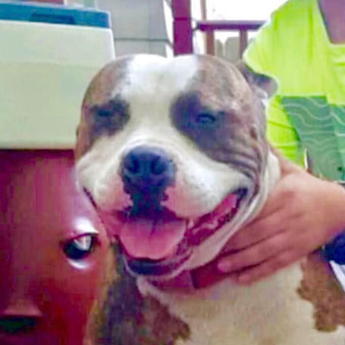Pitty Purrfect Pet Rescue Exposed | Wyandotte MI