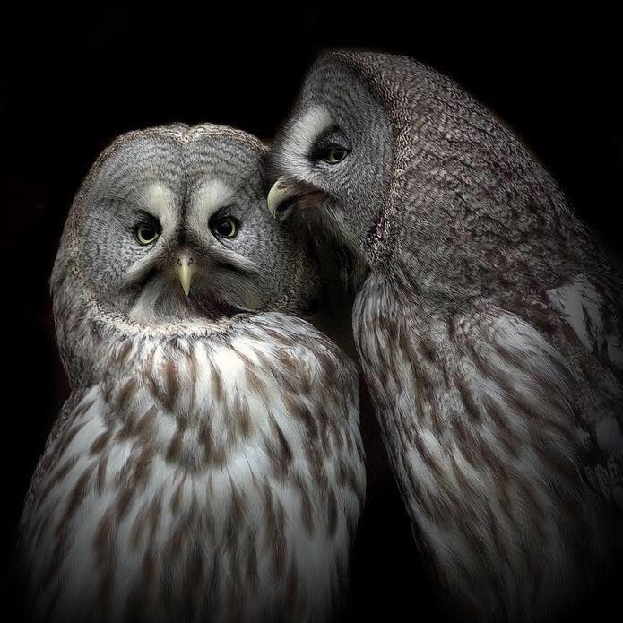 Angela Parsley Whispering Owl Yoga Photo Inspiration