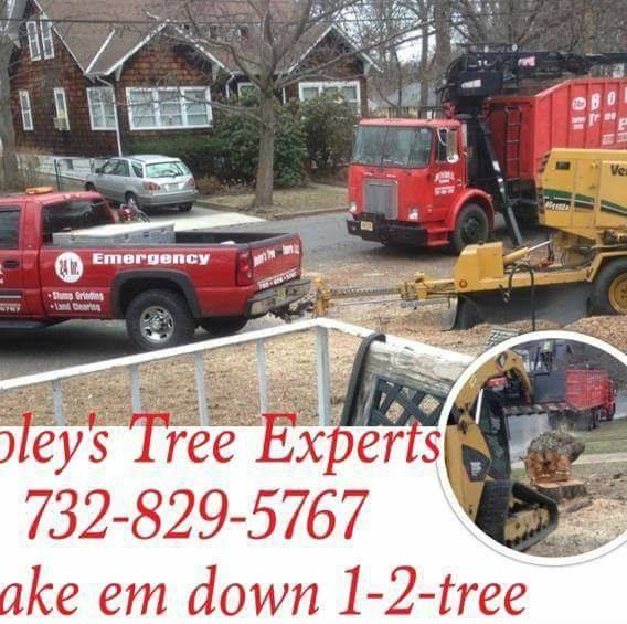 Boley Tree Experts