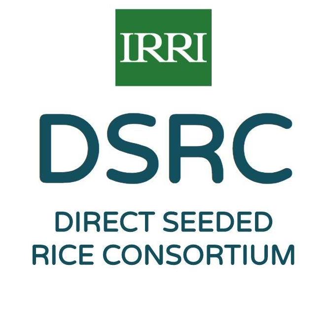 Direct Seeded Rice Consortium - DSRC | Los Baños