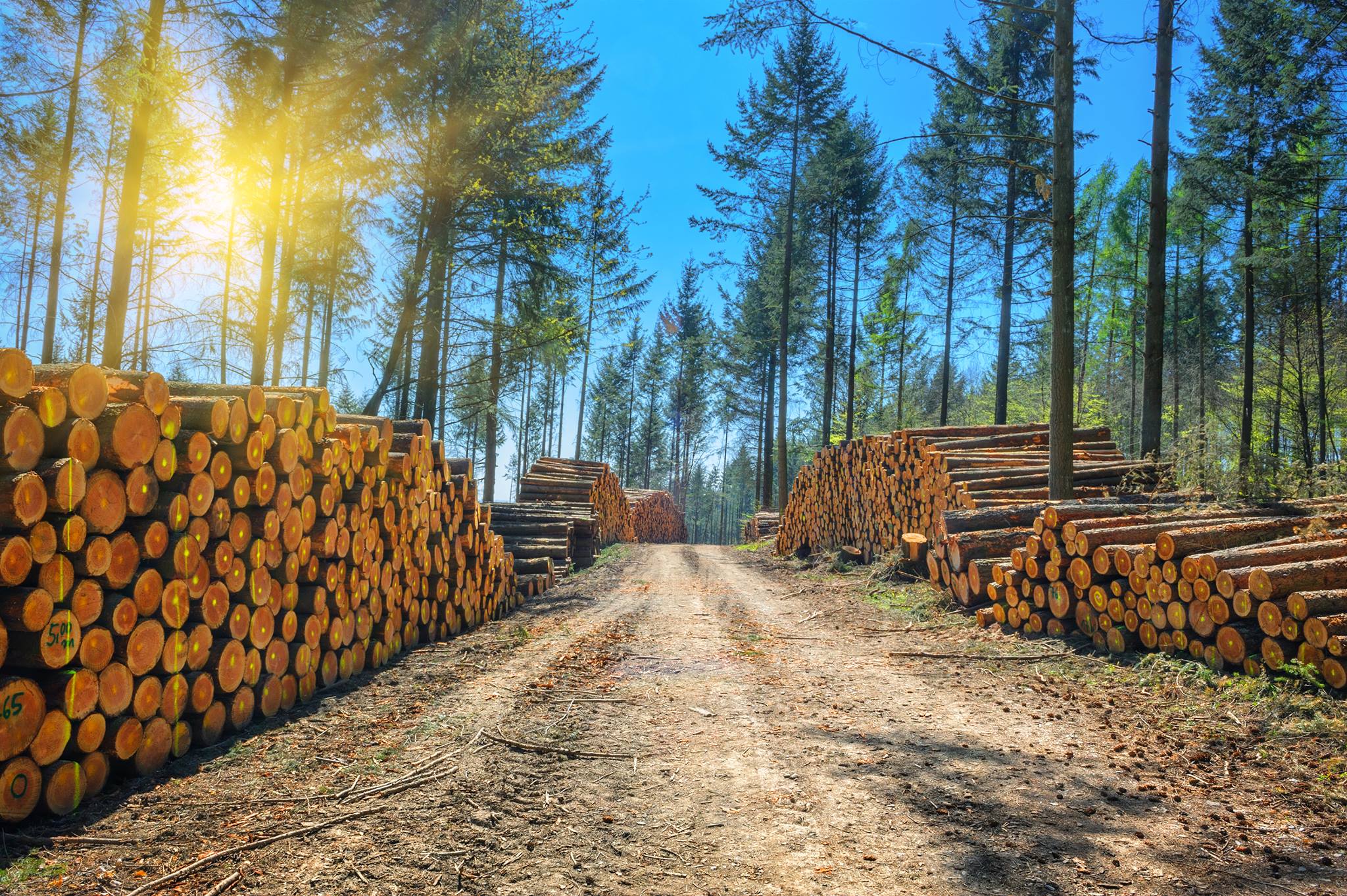 🌲 AVAILABLE🌲— CAT 538 NEXT GEN ROAD BUILDER! Looking for a versatile ...