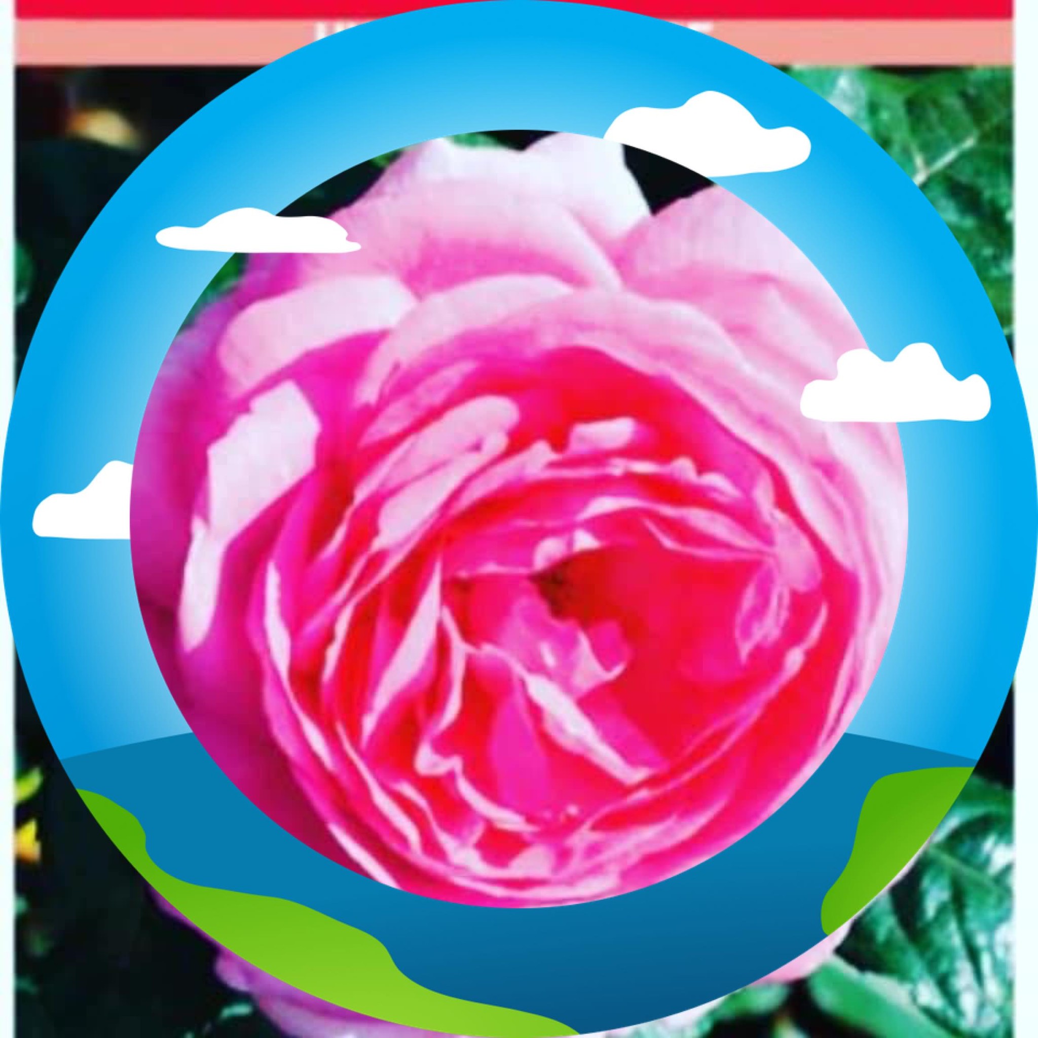 J B Turner Roses | Wisbech