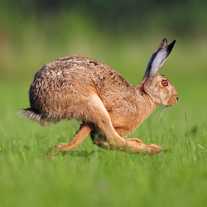 Fast Rabbit