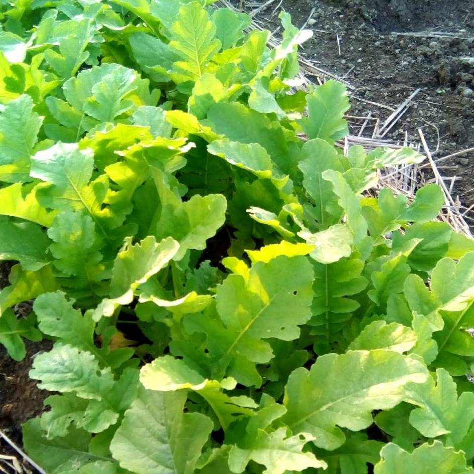Guruli＊Farm