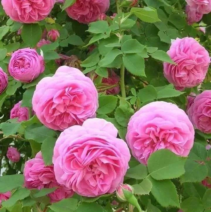 دا گودر مازیگر