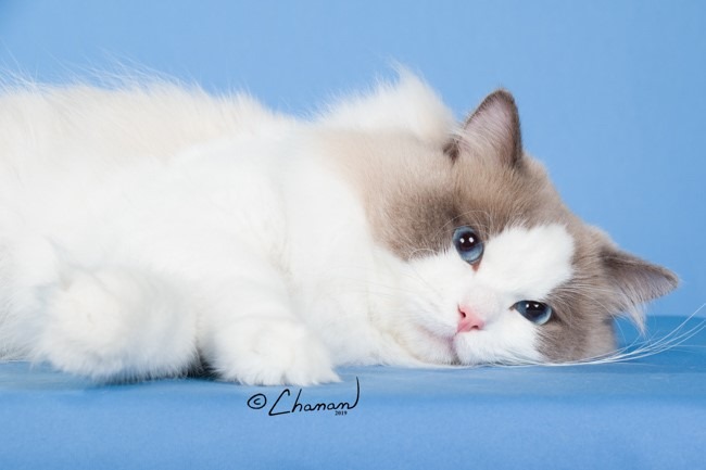 Compass Ragdolls