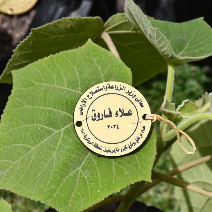 مؤ سسة تنميه مصر