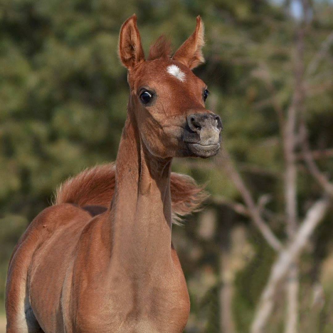 Haras Al Rius | Saint-Frichoux