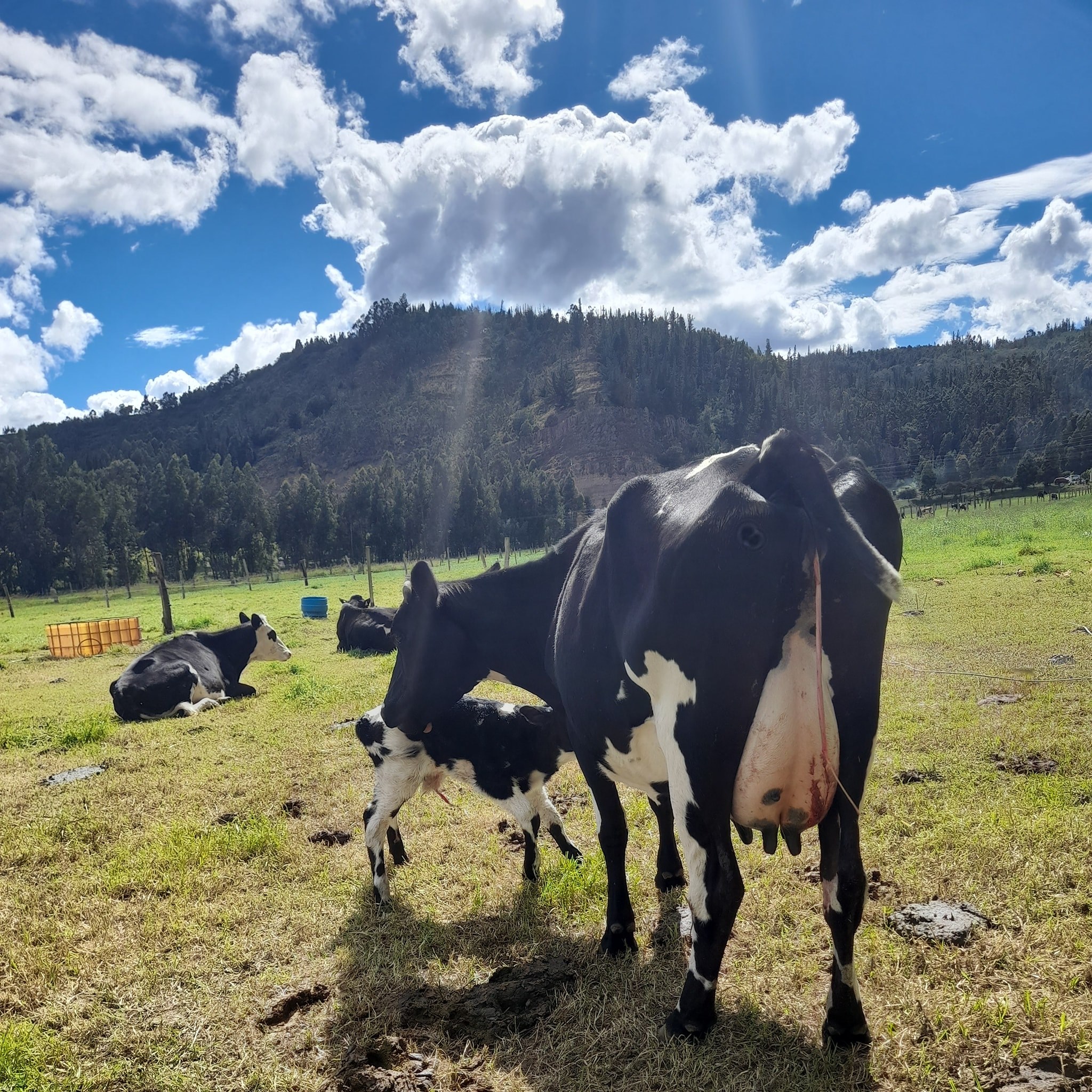Venta de ganado lechero en cundinamarca