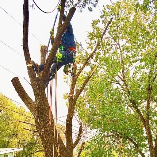 Eric’s Tree Service | Montrose CO