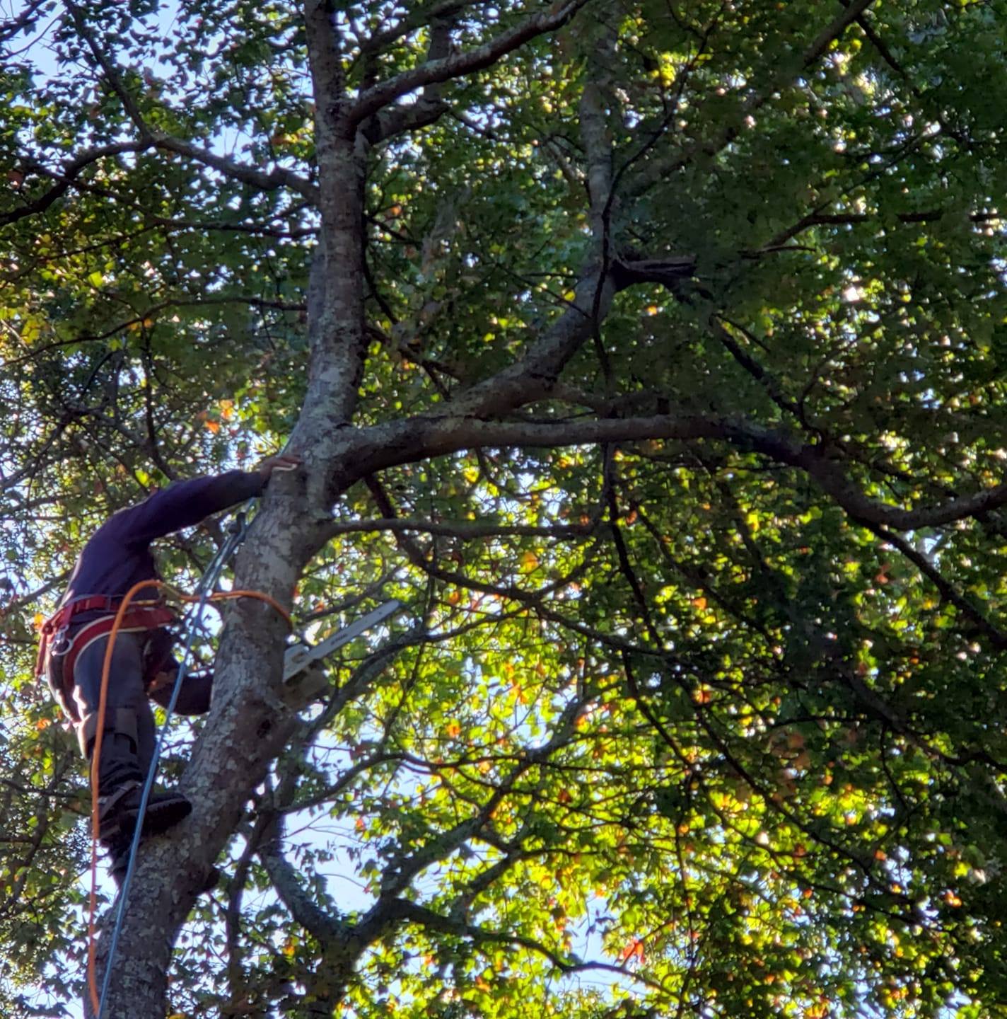 RP trees and more | East Patchogue NY