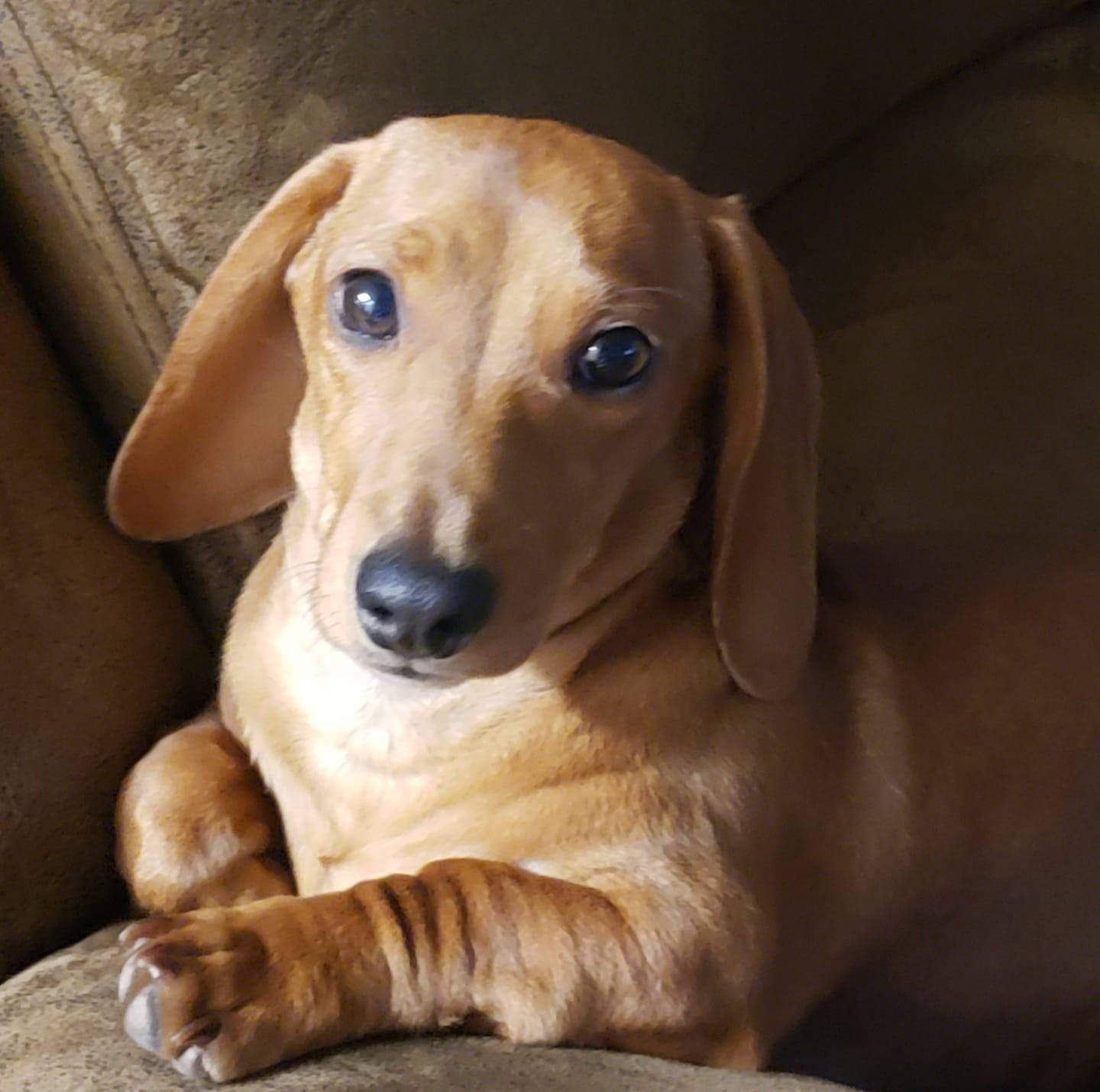 I'm Your Huckleberry Mini Dachshund Ranch