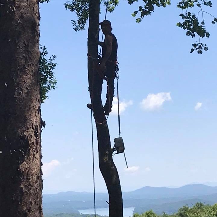 Blue Ridge Mountain Tree Service
