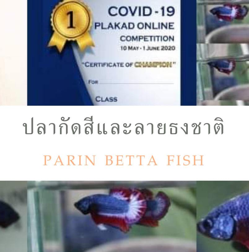 ปลากัดสีและลายธงชาติPaRin-Betta Fish | Ayutthaya