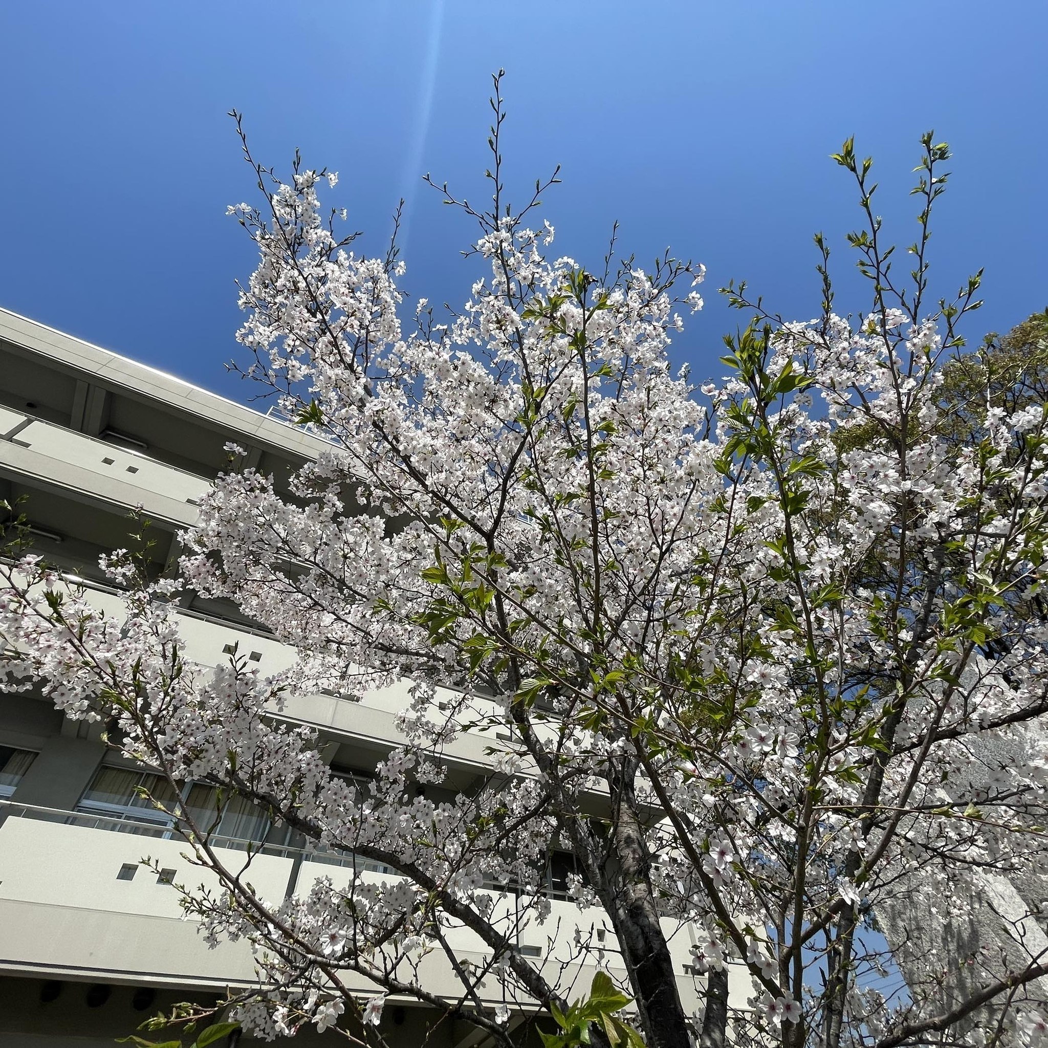 香川 県立 観音寺 総合 高等 学校