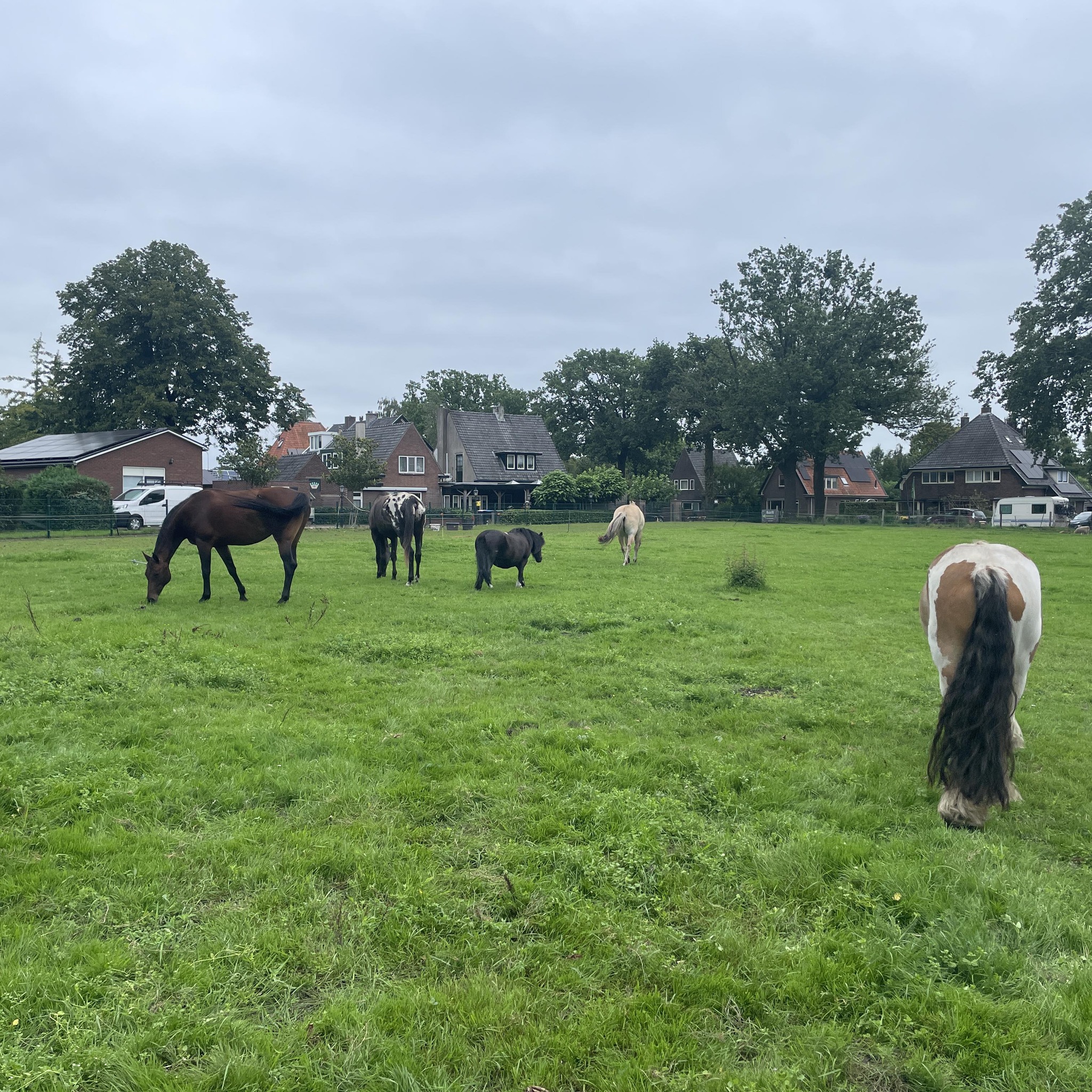 ponyclub-eefde-eefde