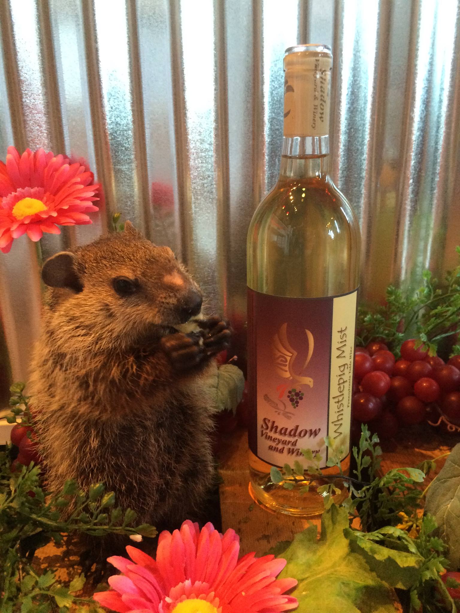 Shadow Vineyard and Winery | Punxsutawney PA