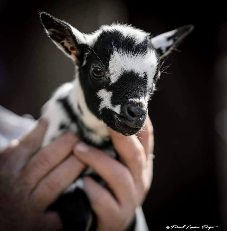 Les minis animaux propose ferme itinérante