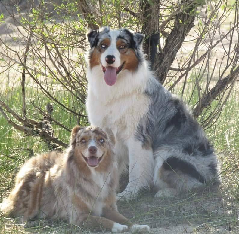 Update for our miniature American... - Foothill Aussies | Facebook