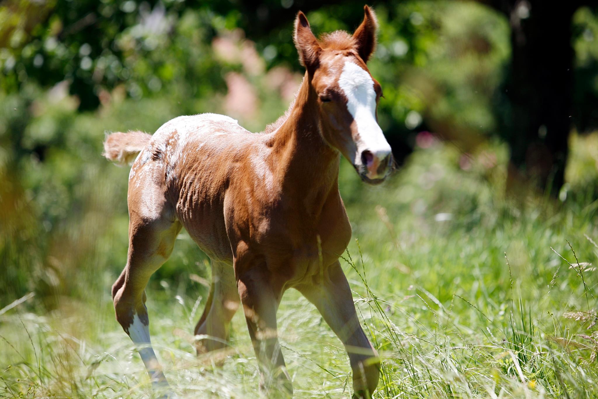 Pigeon Brook Appaloosa Ranch | Breech