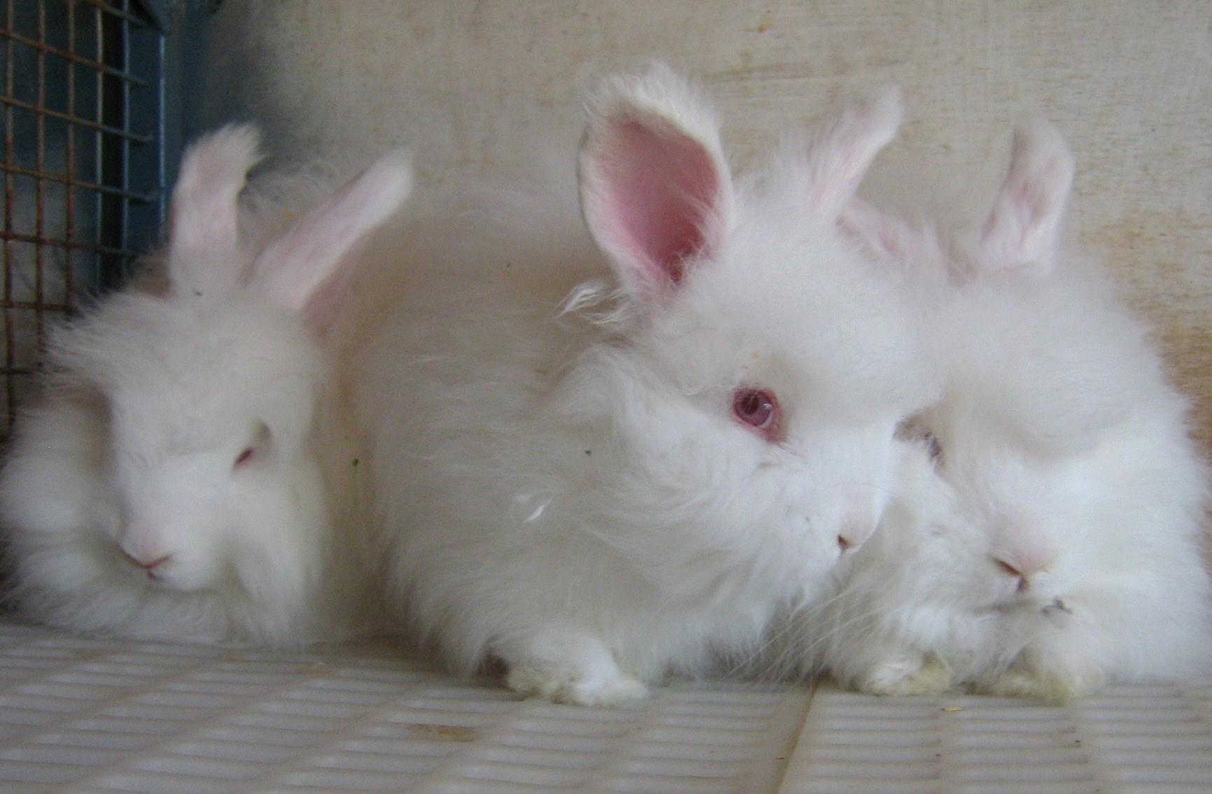 Rivkah Angora Rabbits