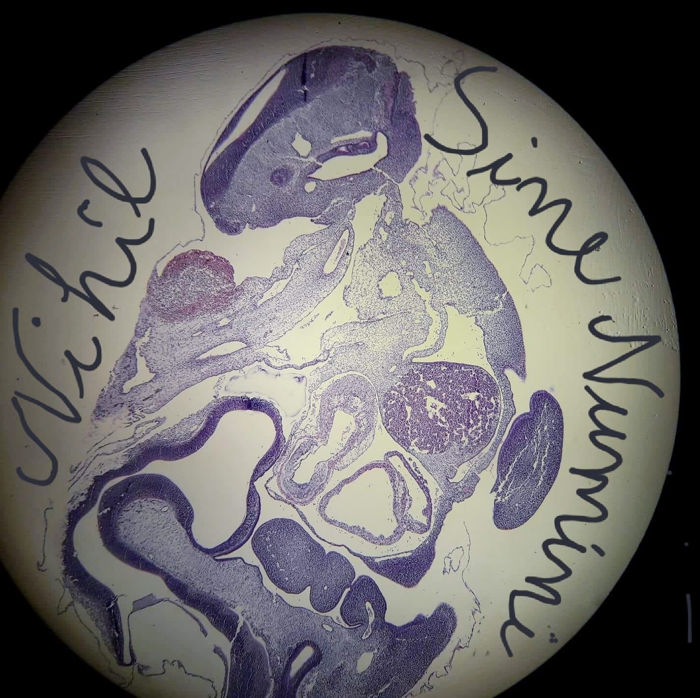 Pathology&MicroArt