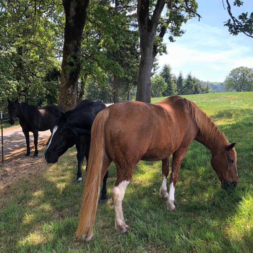 Avalon Equestrian Center at Rasmussen Ranch | Silverton OR