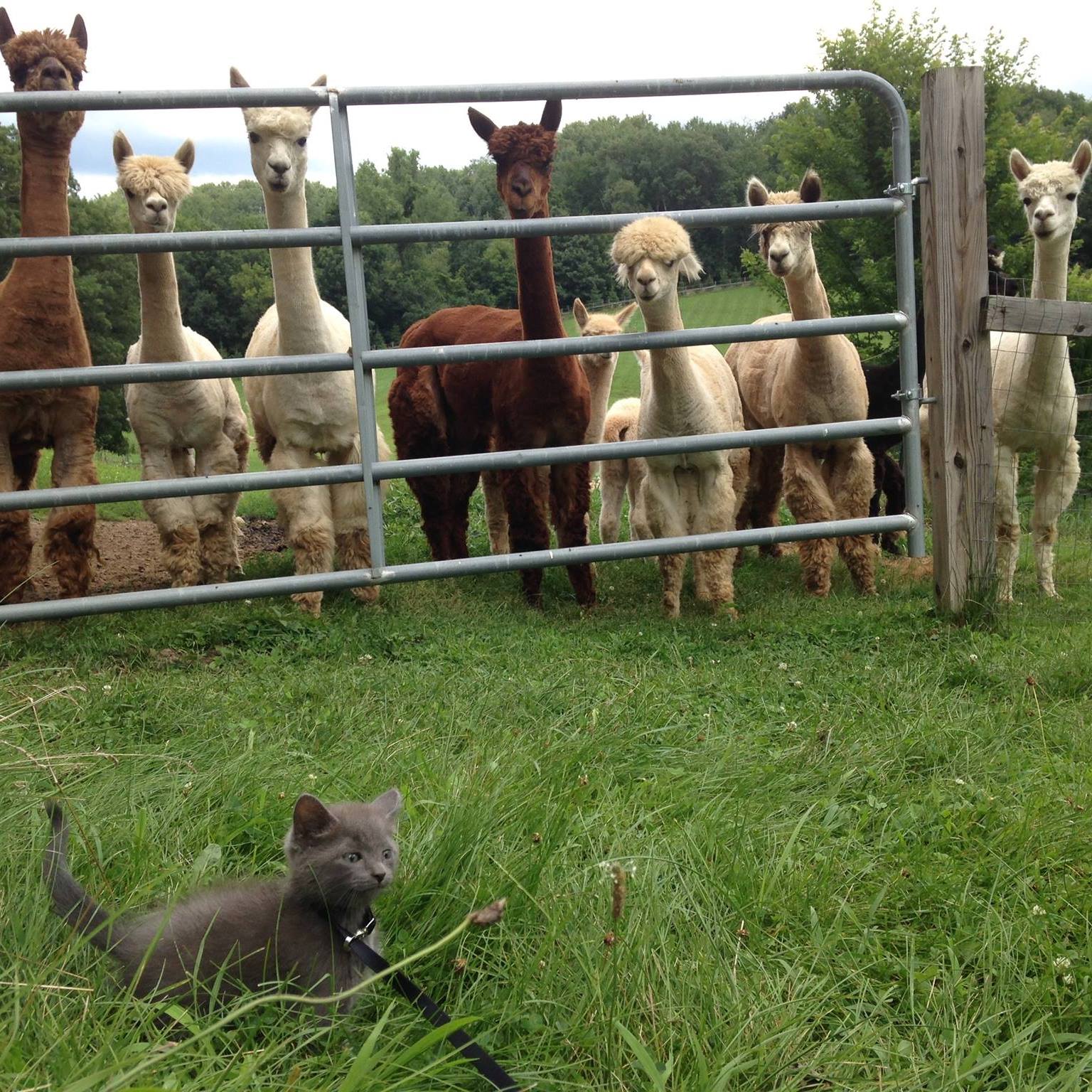 Double D Alpaca Ranch | Onalaska WI