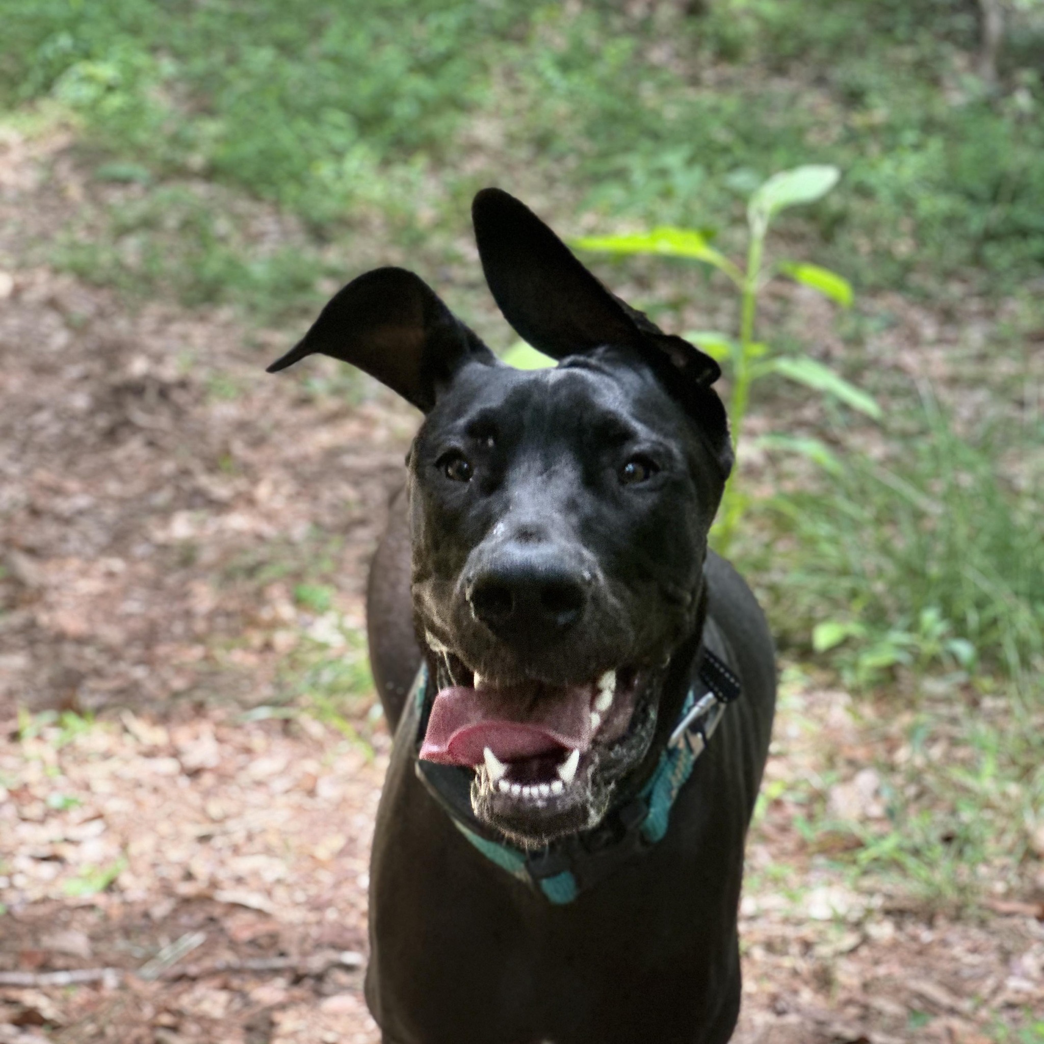 Pet Adoption in Hall County