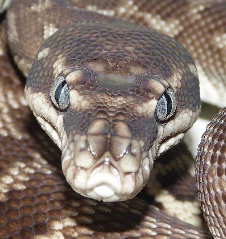 Morelia.nl - The Pygmy banded python (Antaresia sp.); the... | Facebook