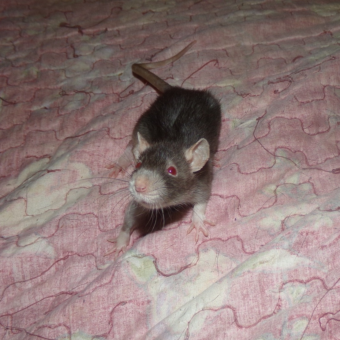 Reeds Rats