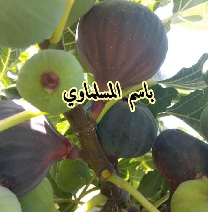 عشاق زراعة التين في العالم