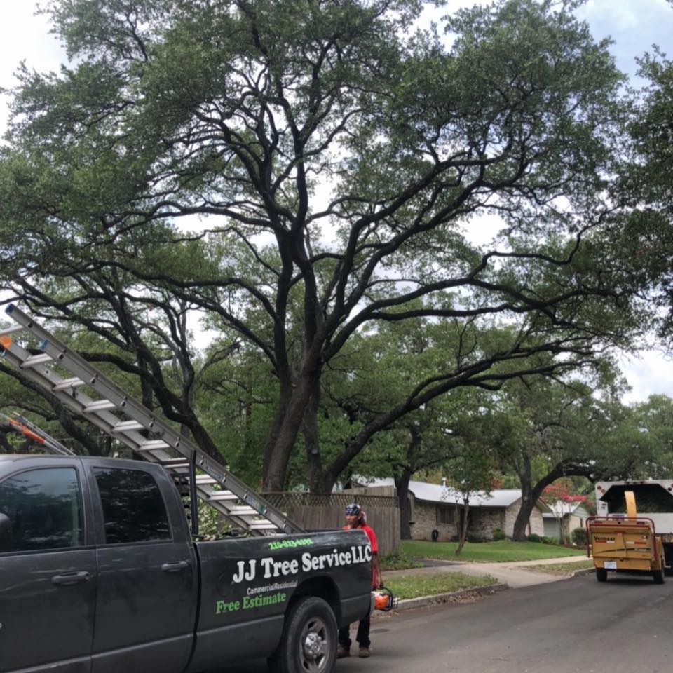 JJ Tree Service | San Antonio TX