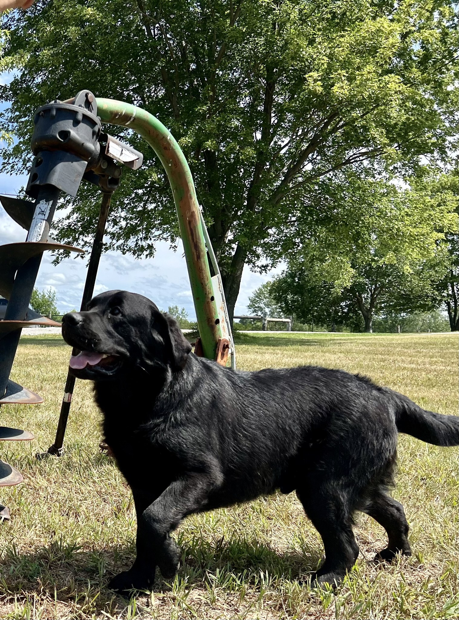 True Labradors