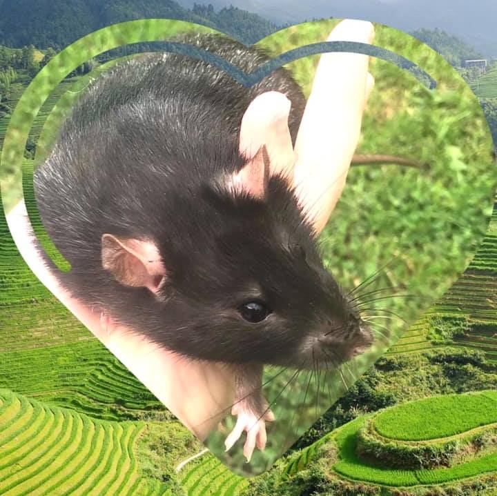 Bree’s Furry Friends Rattery | South Bend IN