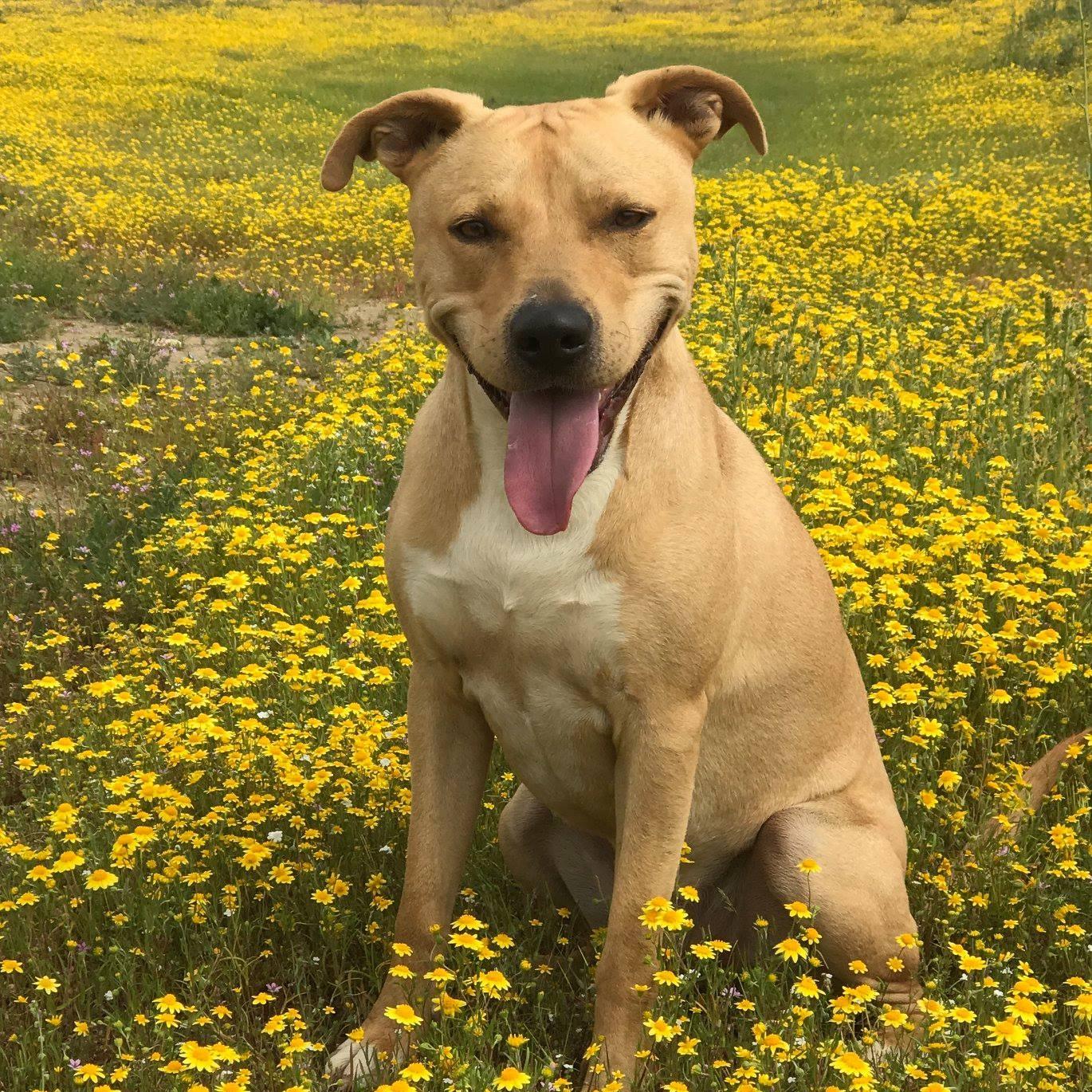 Mountain View K9 Training, Inc. | Highland CA
