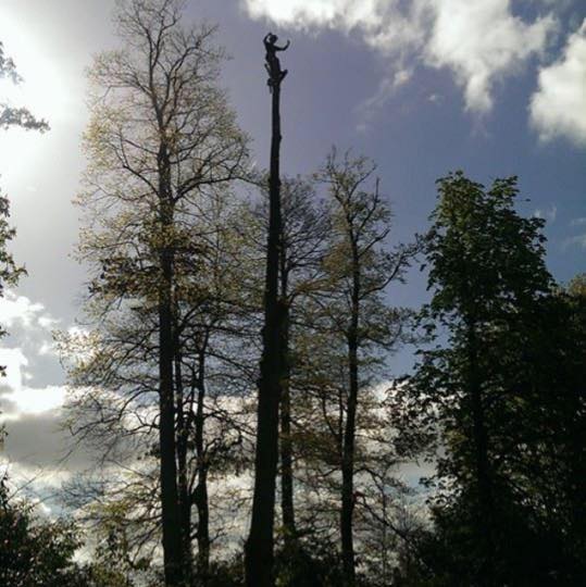 Ash tree fell over telephone wires... - Capel tree surgeons | Facebook