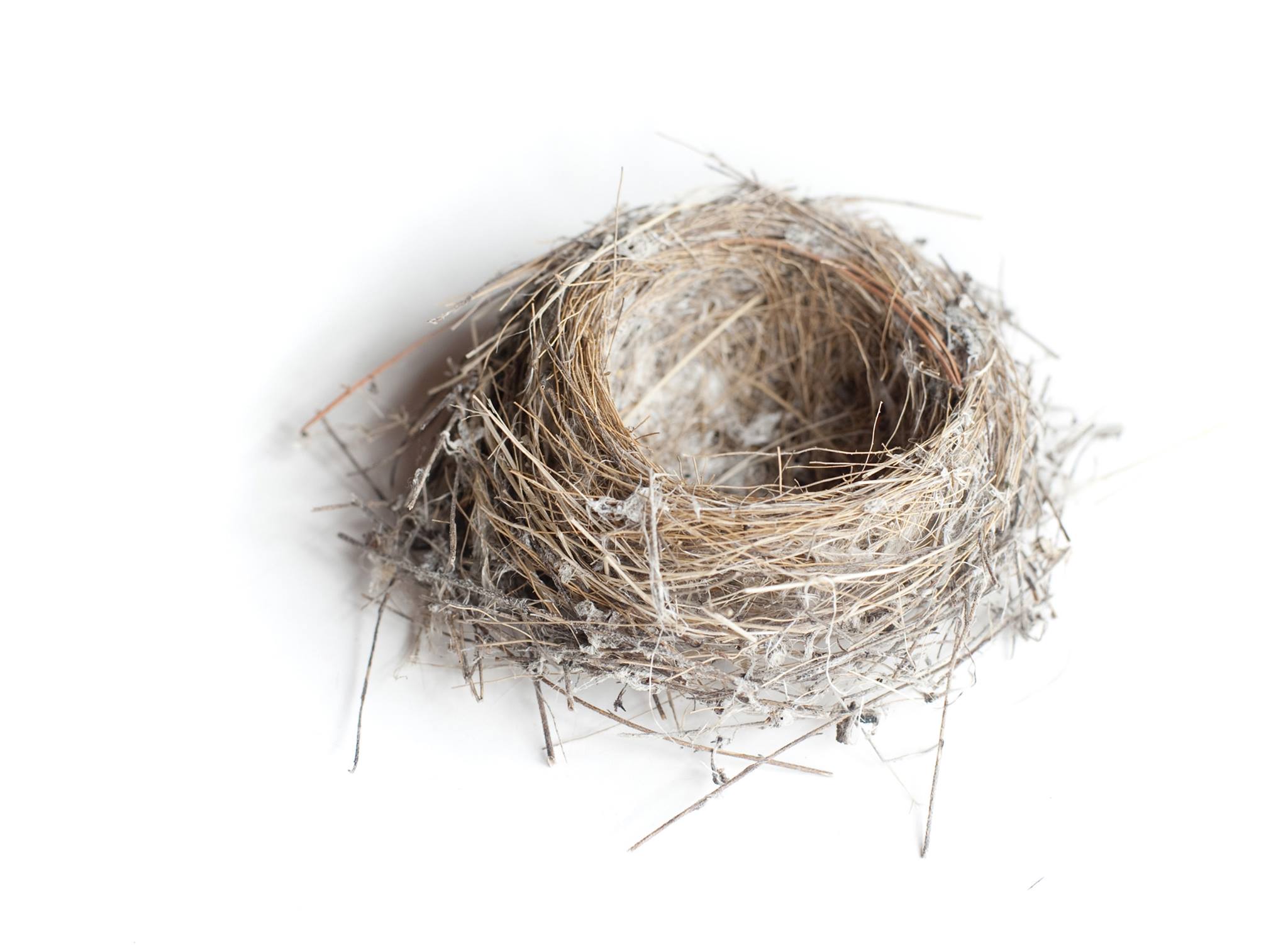 Small Biz Pekin | The Bird's Nest Restaurant will be closing October ...