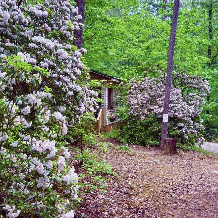A Cabin In the Woods - Vacation Rental | Cleveland SC