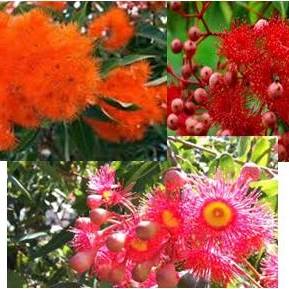 Muchea Tree Farm | Perth WA