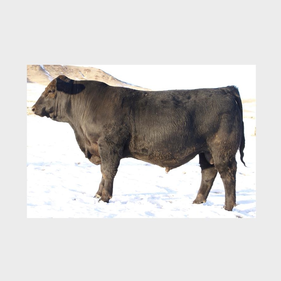 Danell Diamond Six Gelbvieh Ranch
