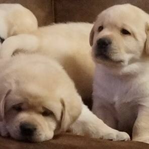 Rare Pearl Labradors | La Center WA