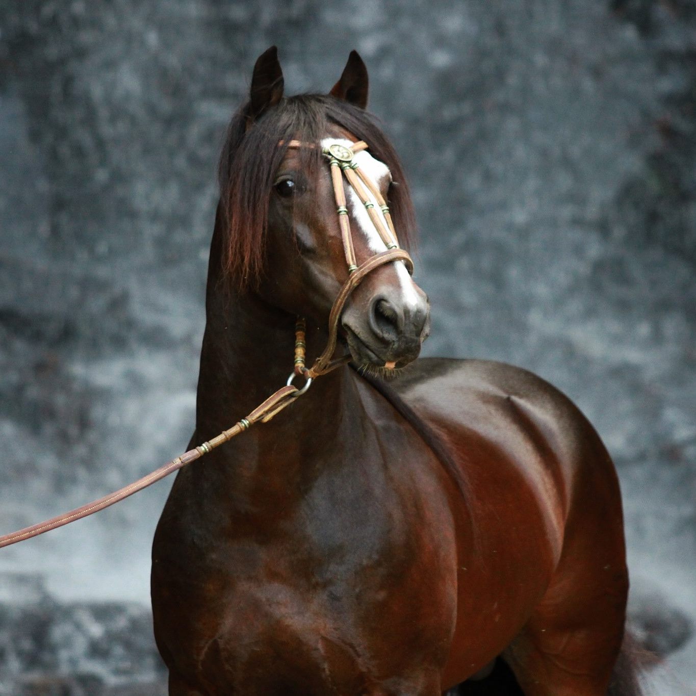 Cavalo Garrao Cavalo E O Lobo E Outras Fabulas