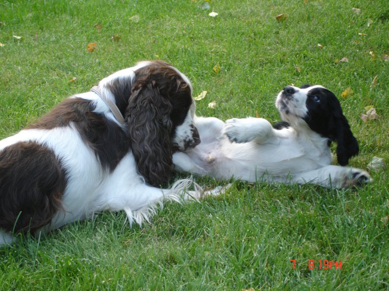 Anglų kokerspanieliai / Puppies (English Cocker Spaniels) | Vilnius