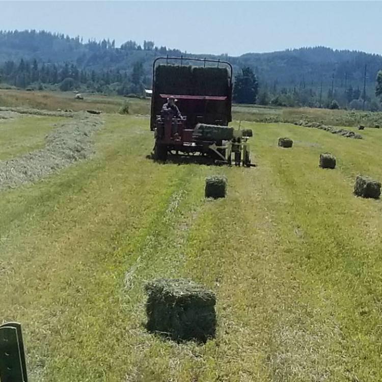 Dunlap Farms | Elma WA
