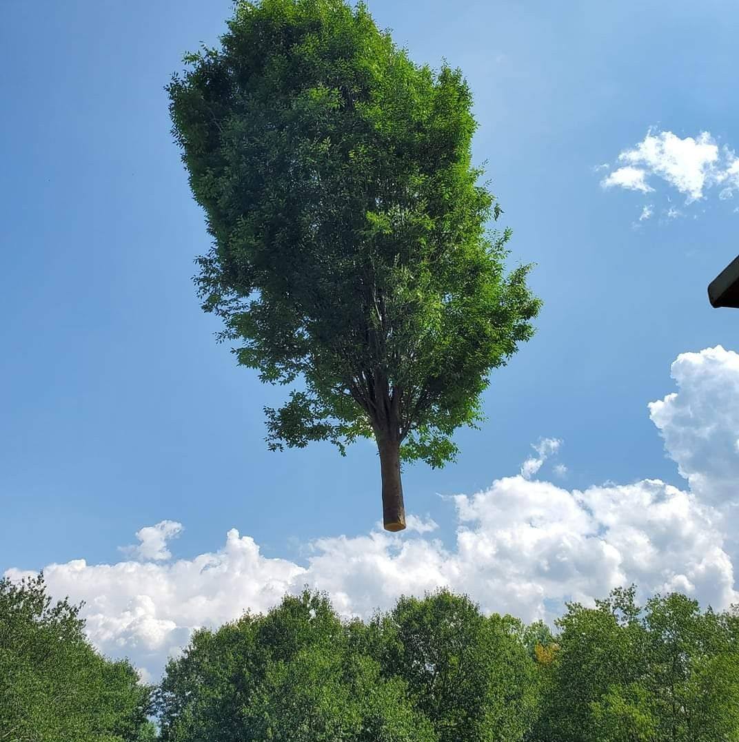 Alpine Tree Service