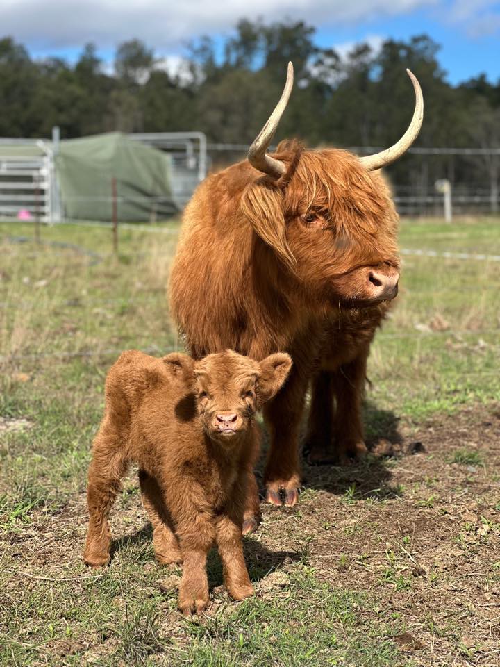 Steer Halter Breaking Techniques