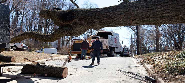 Fast Tree Removal Services Atlanta | Atlanta GA